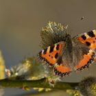 Kleiner Fuchs (Aglais urticae)