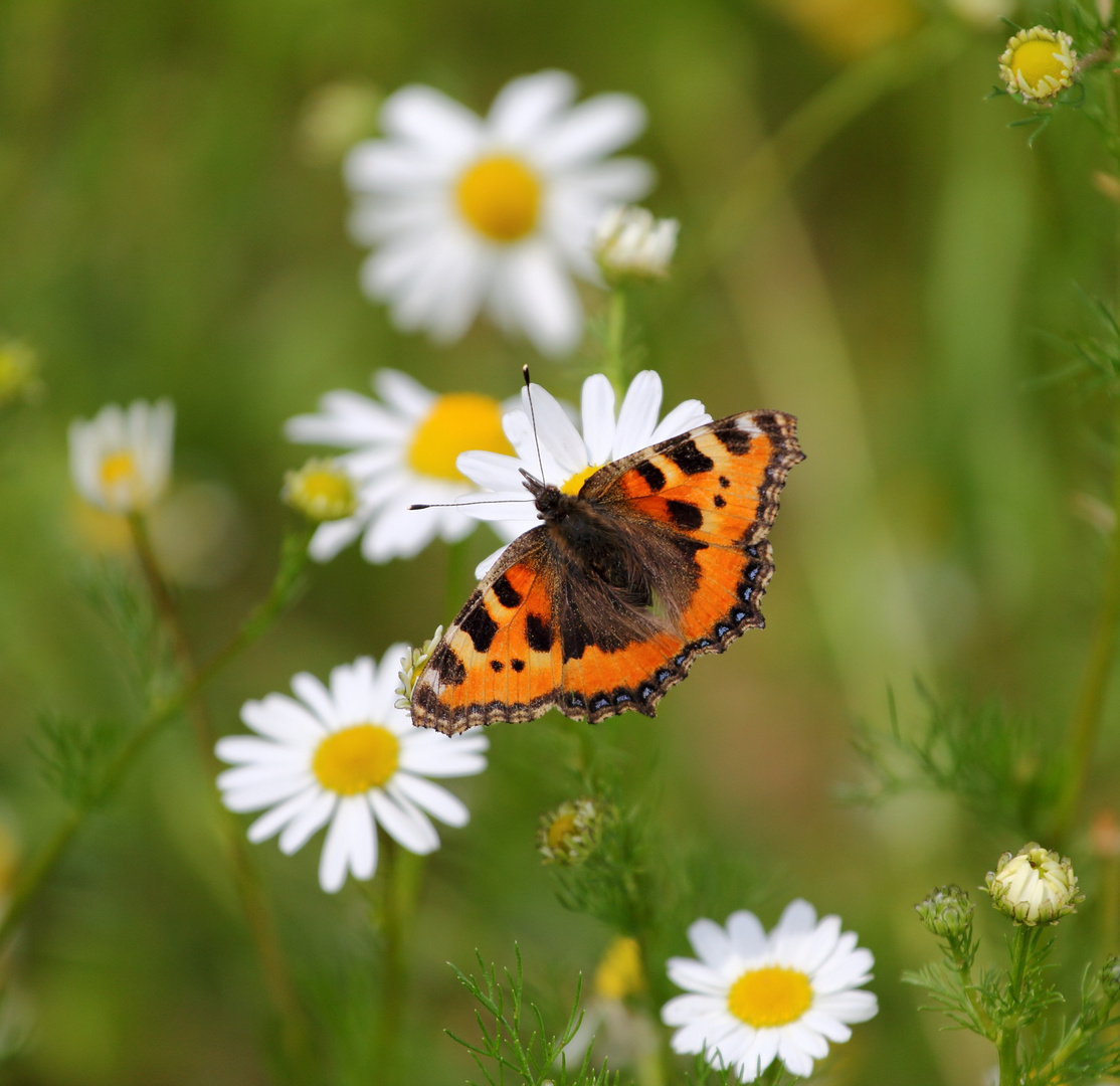 Kleiner Fuchs (Aglais urticae)