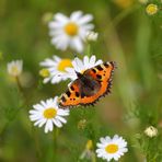 Kleiner Fuchs (Aglais urticae)