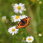 Kleiner Fuchs (Aglais urticae)