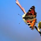 Kleiner Fuchs (Aglais urticae)