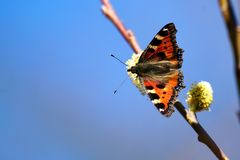 Kleiner Fuchs (Aglais urticae)