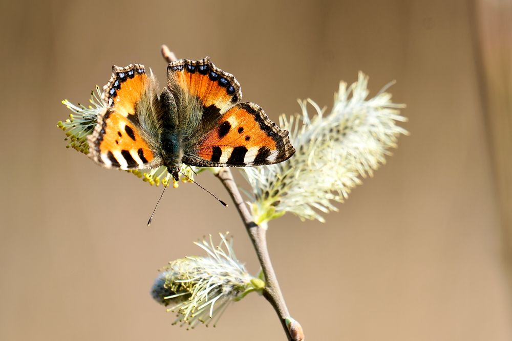 Kleiner Fuchs (Aglais urticae)