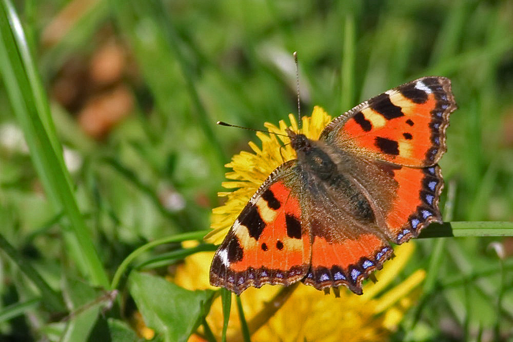 Kleiner Fuchs (Aglais urticae)