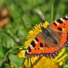 Kleiner Fuchs (Aglais urticae)