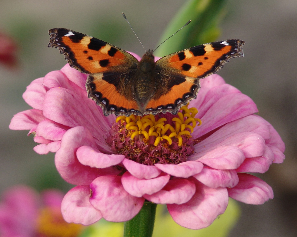 - Kleiner Fuchs (Aglais urticae) auf den Blumen -