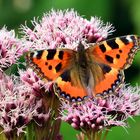 Kleiner Fuchs, Aglais urticae, auf Wasserdost-Blütenstand