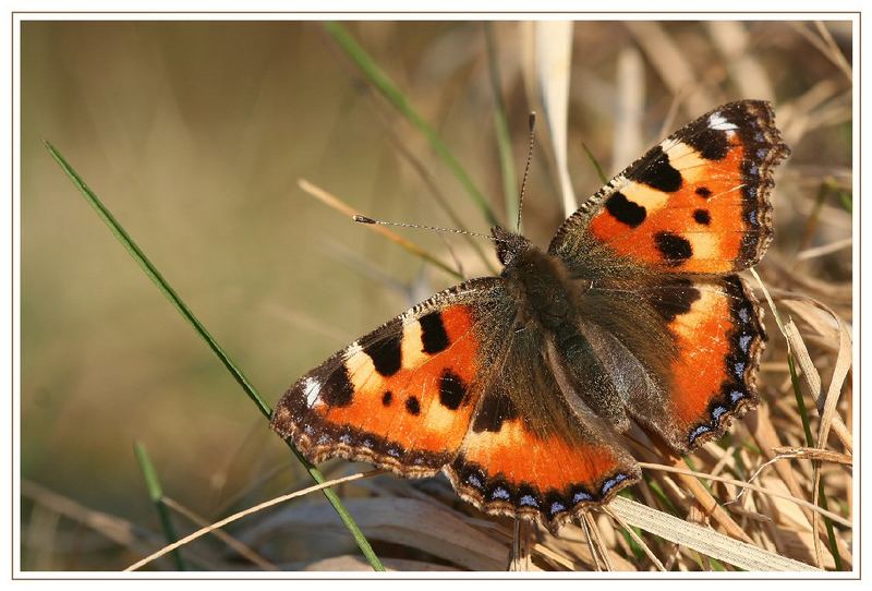 Kleiner Fuchs (Aglais urticae)