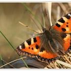 Kleiner Fuchs (Aglais urticae)