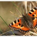 Kleiner Fuchs (Aglais urticae)