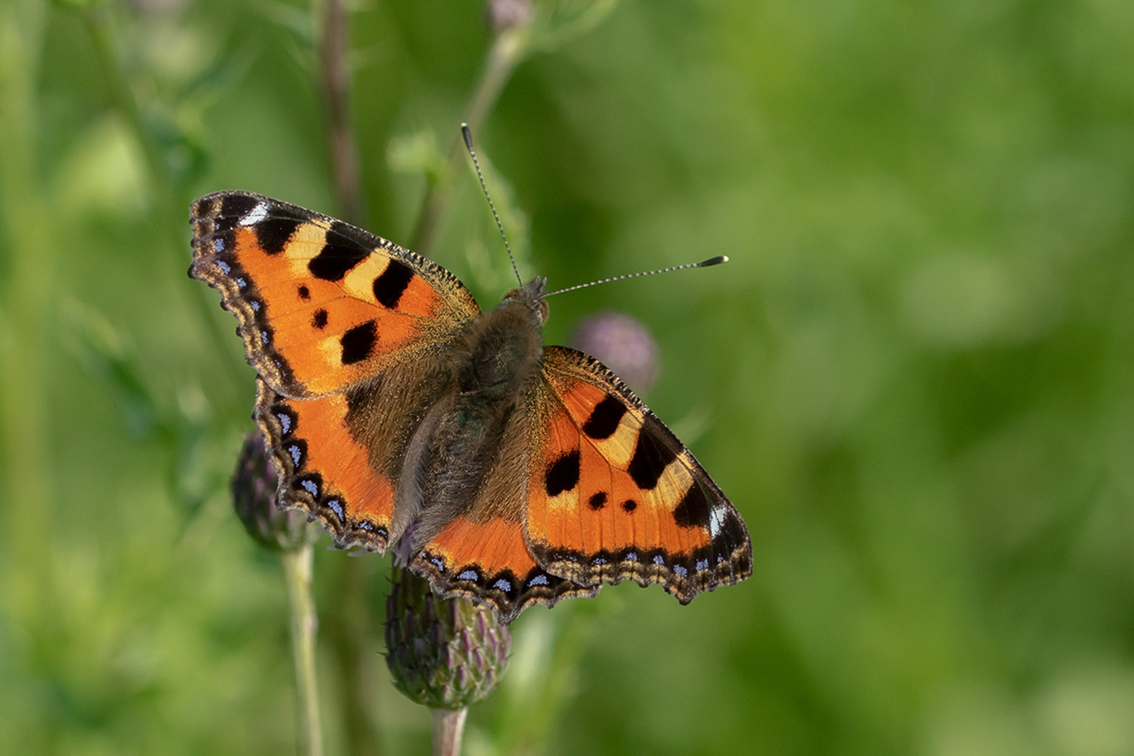 Kleiner Fuchs (Aglais urticae)