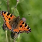 Kleiner Fuchs (Aglais urticae)