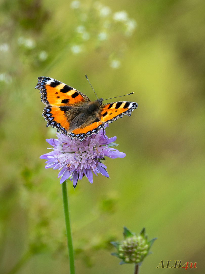 Kleiner Fuchs (Aglais urticae)