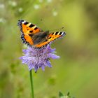 Kleiner Fuchs (Aglais urticae)