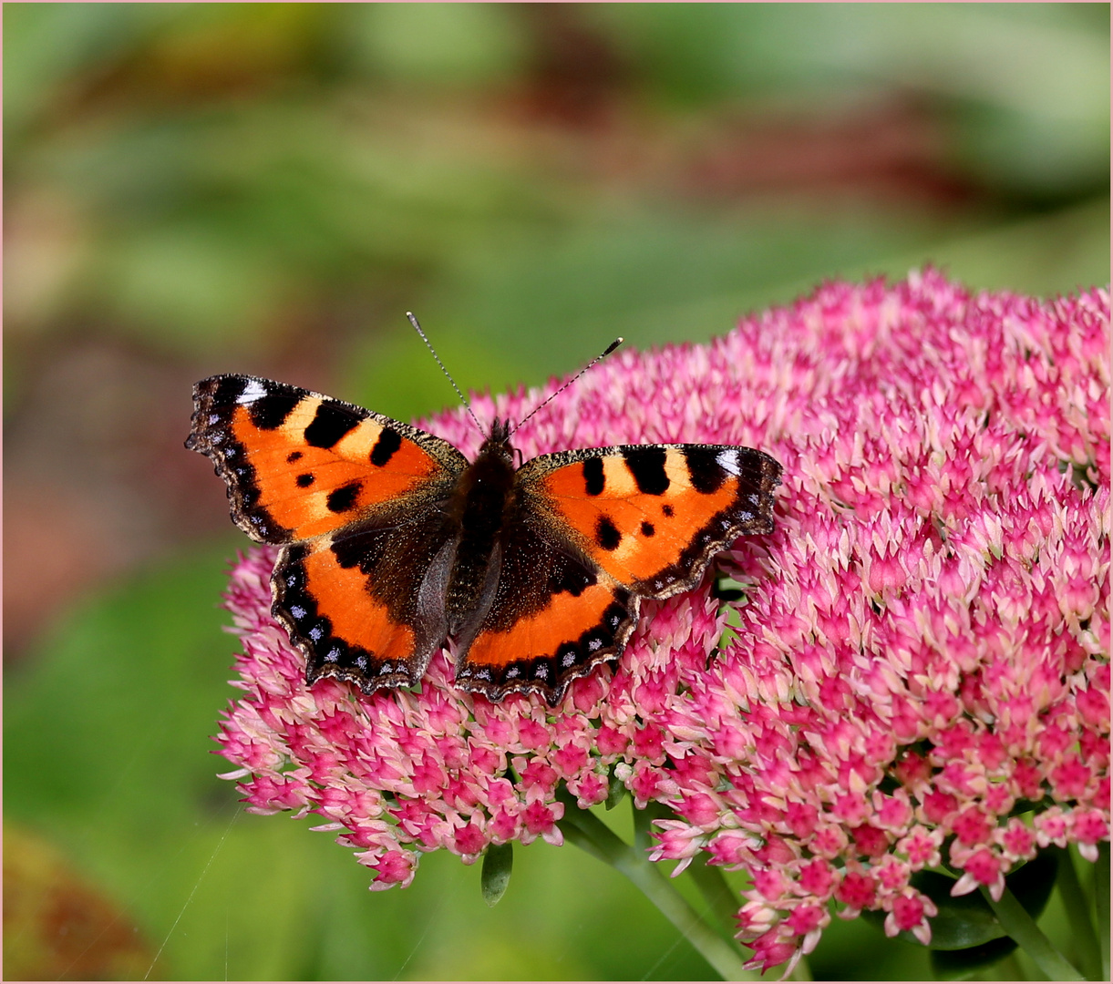 Kleiner Fuchs (Aglais urticae).