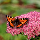 Kleiner Fuchs (Aglais urticae).