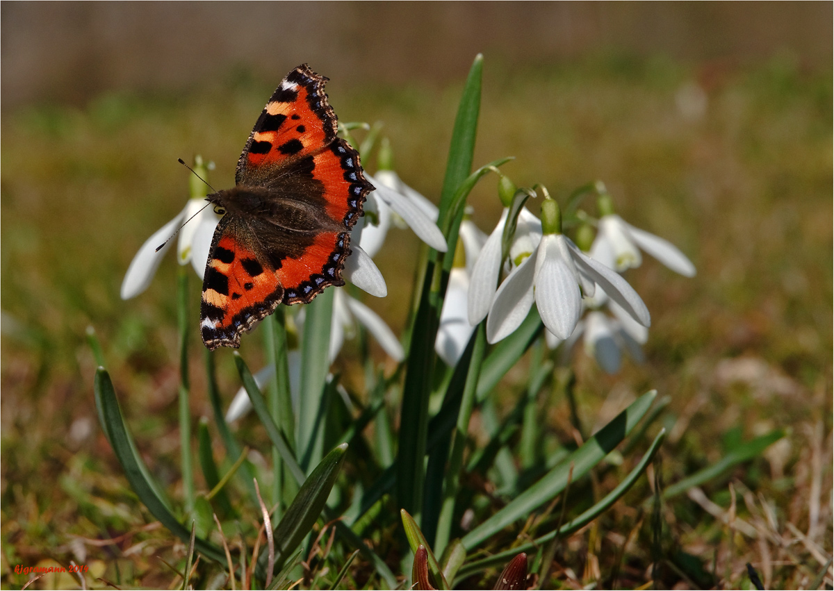 Kleiner Fuchs (Aglais urticae).......