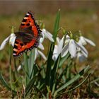 Kleiner Fuchs (Aglais urticae).......