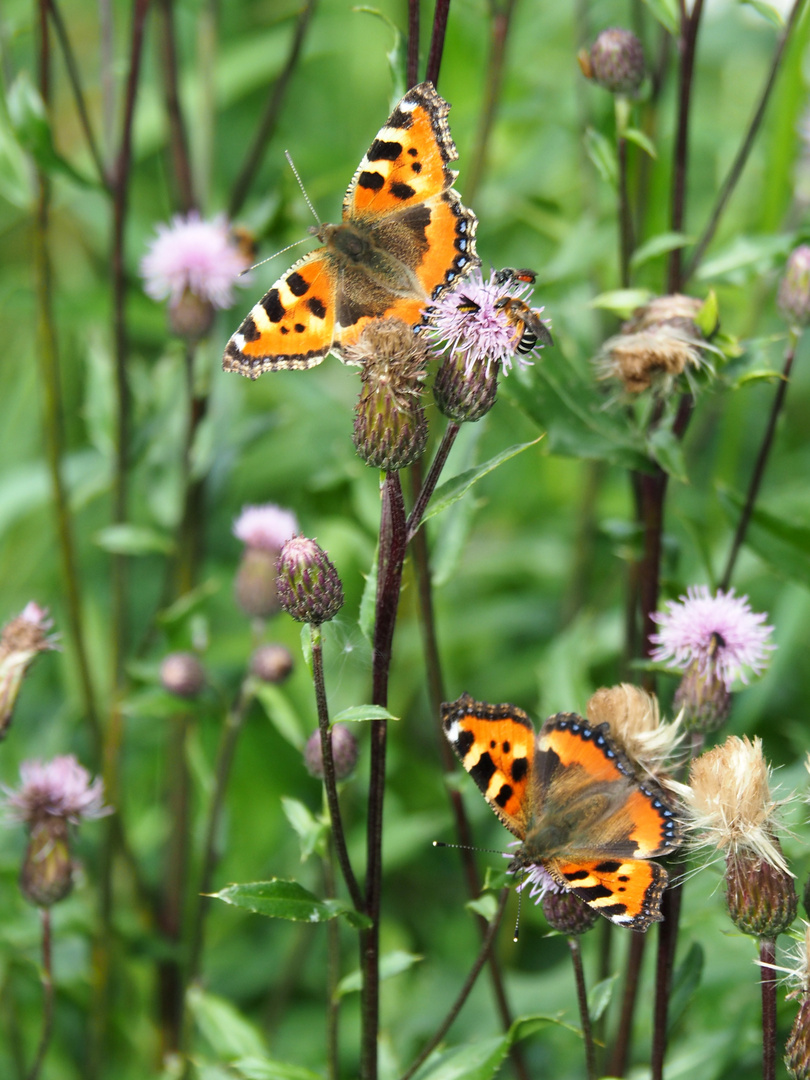 Kleiner Fuchs (Aglais urticae)