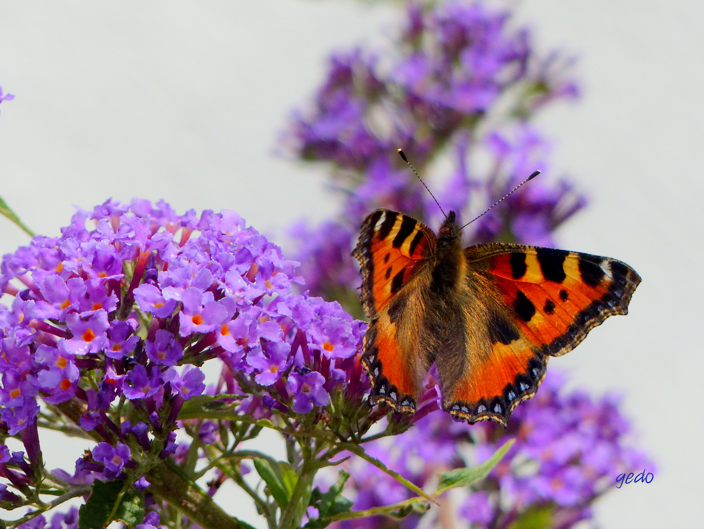 Kleiner Fuchs (Aglais urticae)