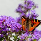 Kleiner Fuchs (Aglais urticae)