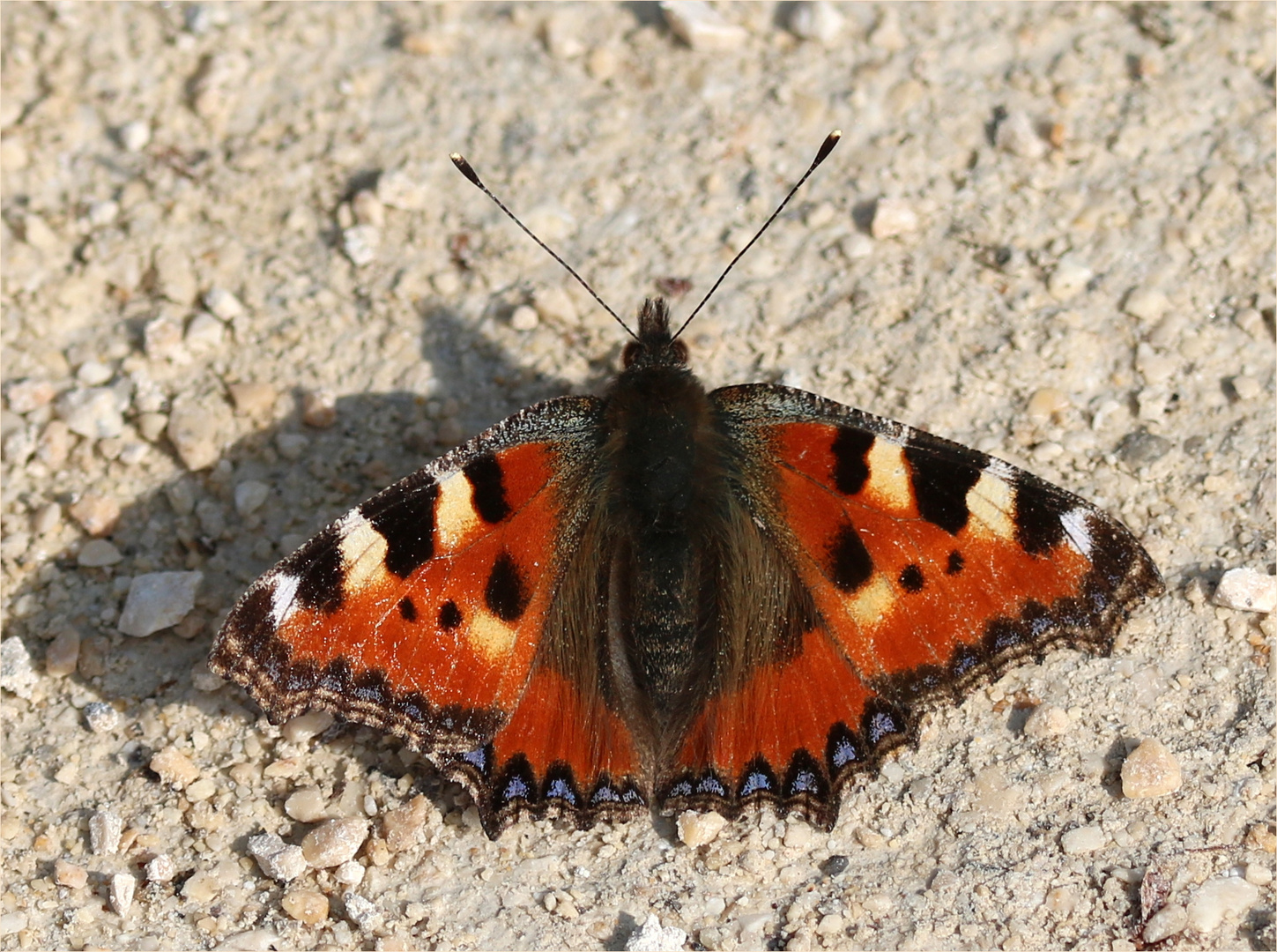 Kleiner Fuchs (Aglais urticae).