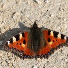 Kleiner Fuchs (Aglais urticae).