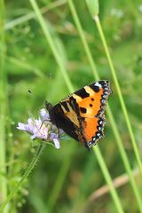 Kleiner Fuchs (Aglais urticae )