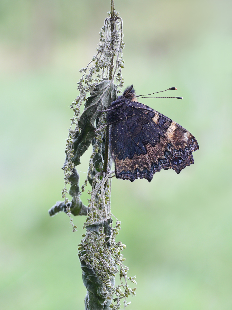 Kleiner Fuchs (Aglais urticae)