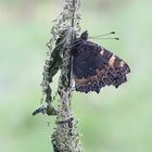 Kleiner Fuchs (Aglais urticae)