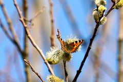 Kleiner Fuchs (Aglais urticae)