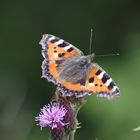 Kleiner Fuchs (Aglais urticae)