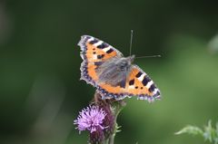 Kleiner Fuchs (Aglais urticae)