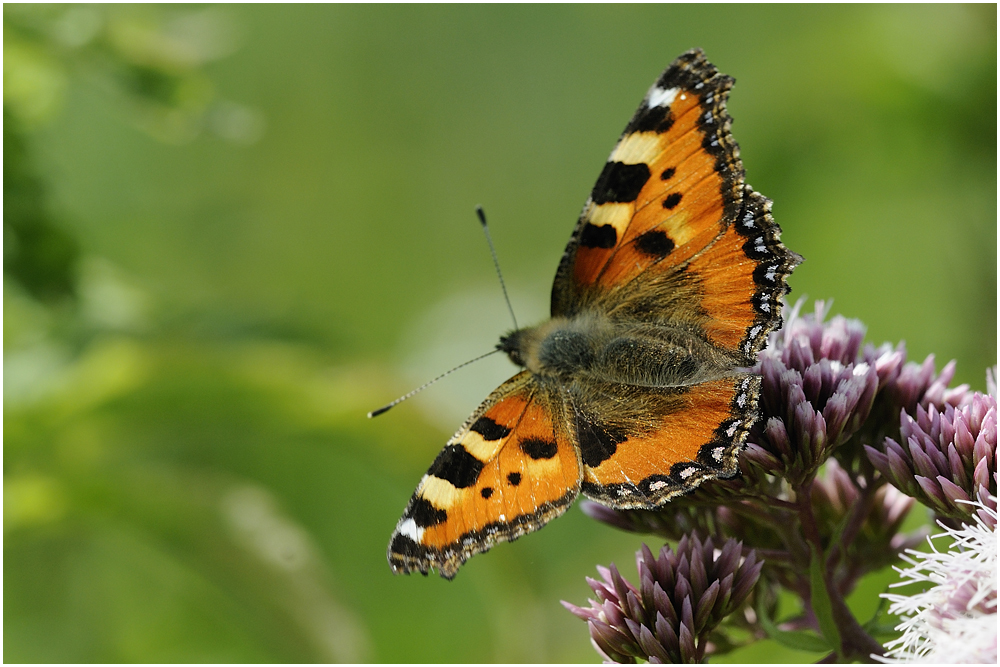 Kleiner Fuchs (Aglais urticae).