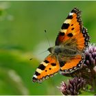 Kleiner Fuchs (Aglais urticae).