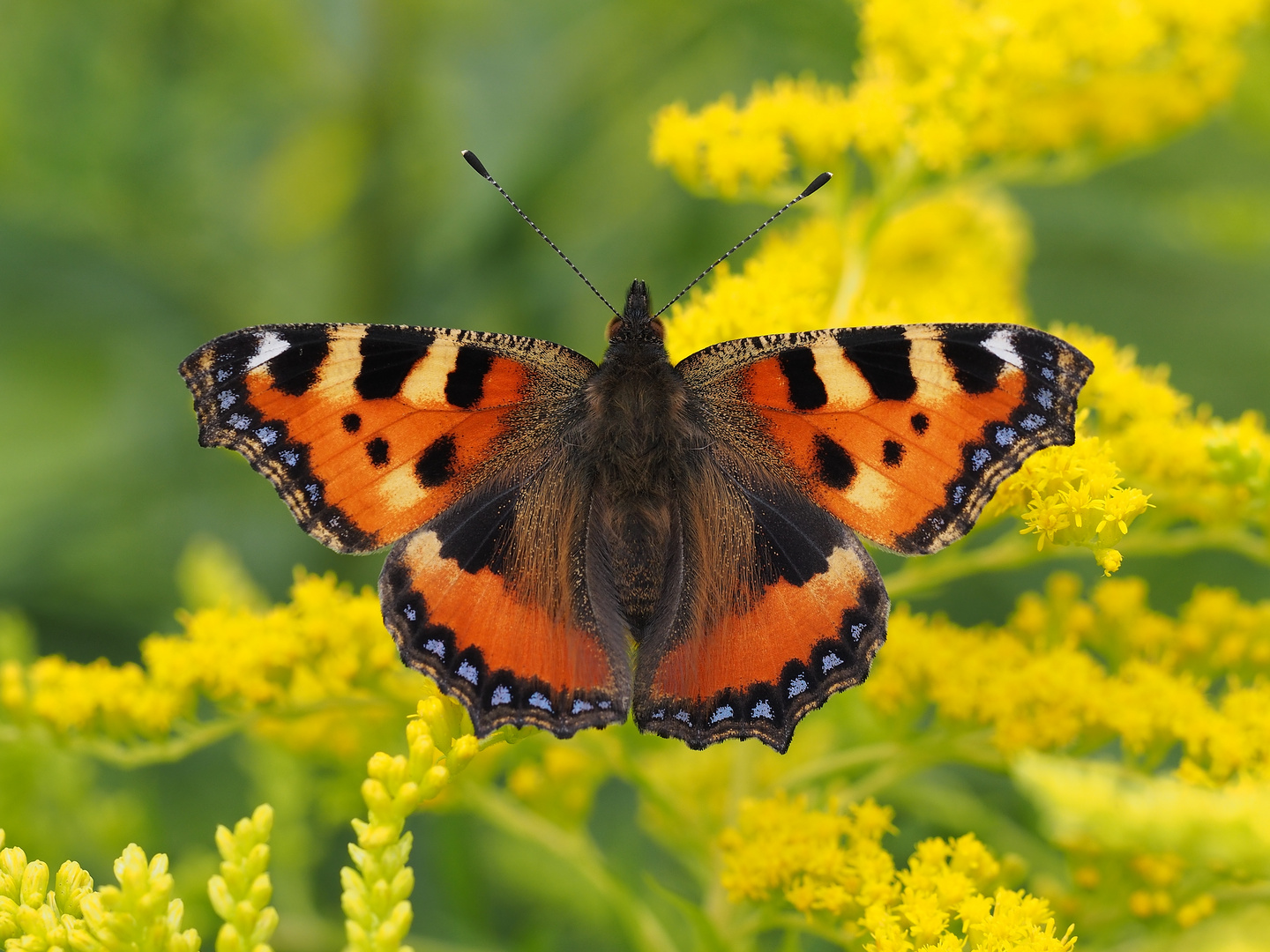 Kleiner Fuchs (Aglais urticae)