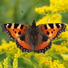 Kleiner Fuchs (Aglais urticae)