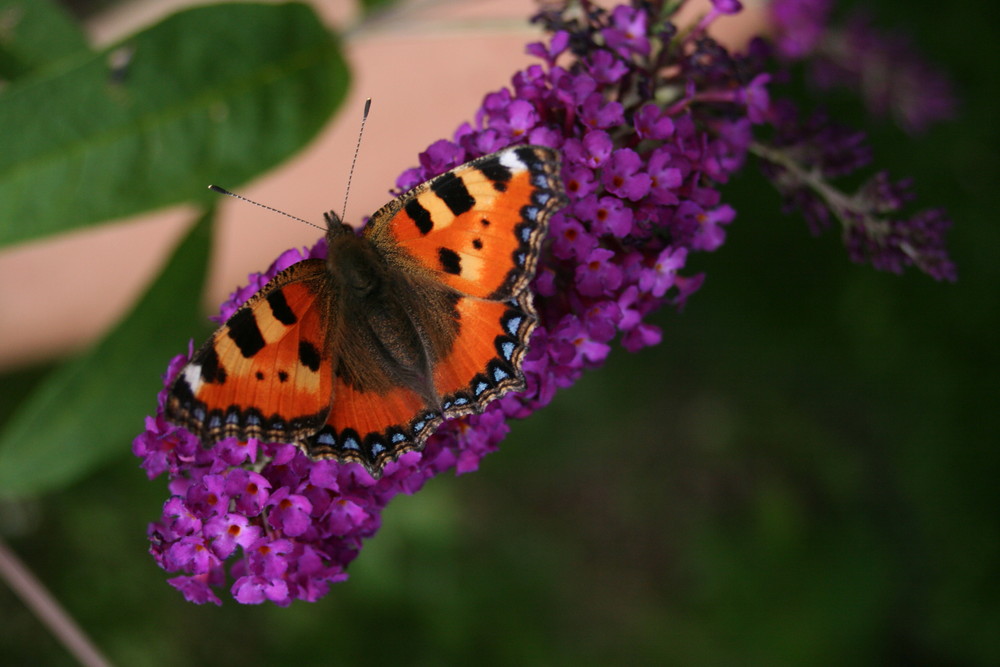 Kleiner Fuchs (Aglais urticae)