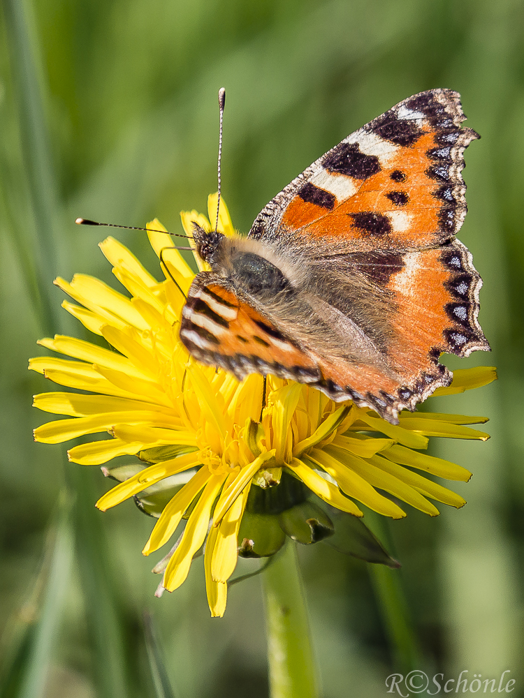 Kleiner Fuchs (Aglais urticae)