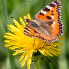 Kleiner Fuchs (Aglais urticae)