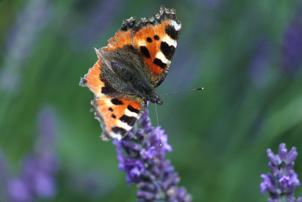 Kleiner Fuchs (Aglais urticae)