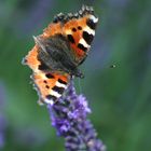 Kleiner Fuchs (Aglais urticae)