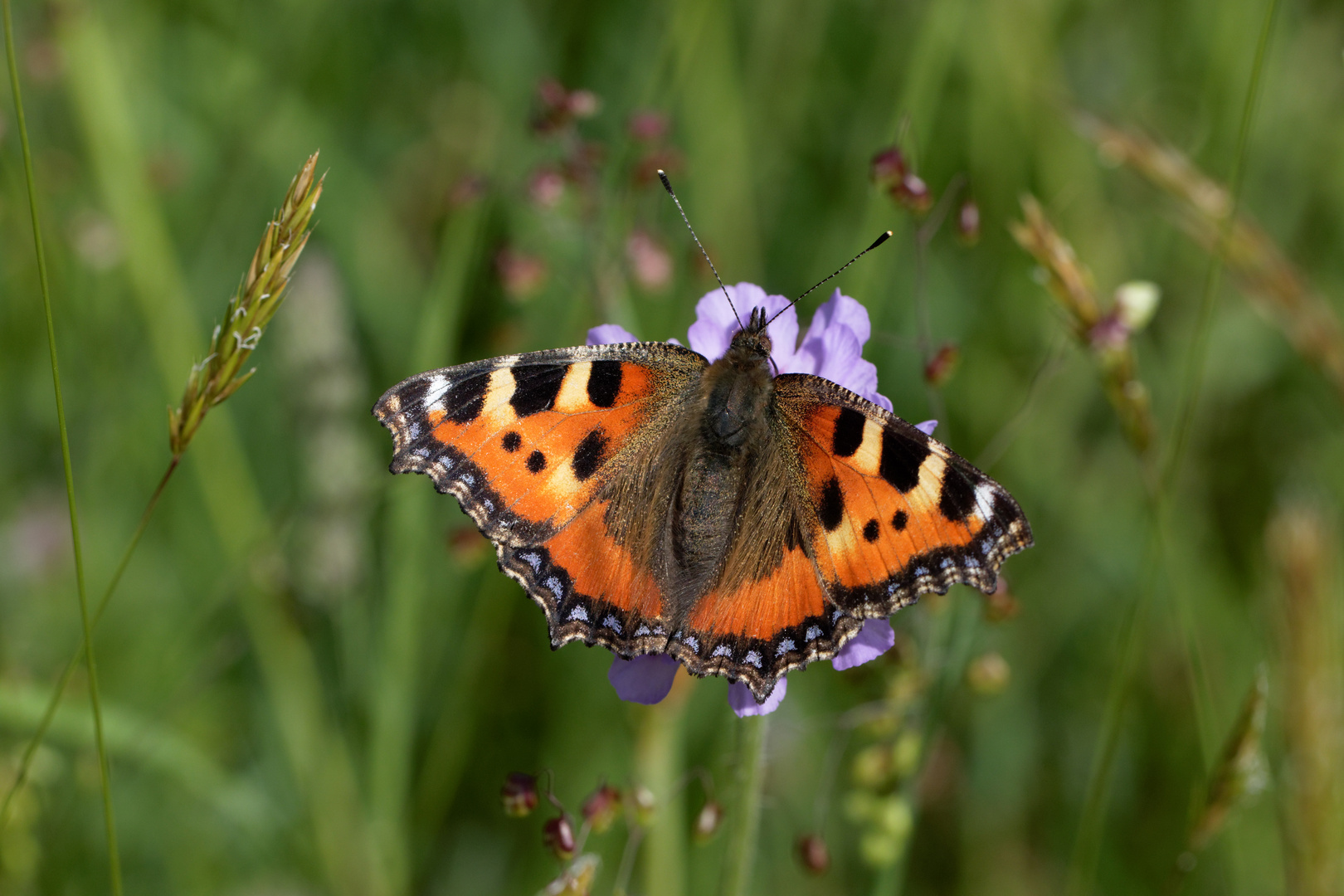 Kleiner Fuchs (Aglais urticae)