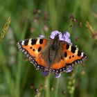 Kleiner Fuchs (Aglais urticae)