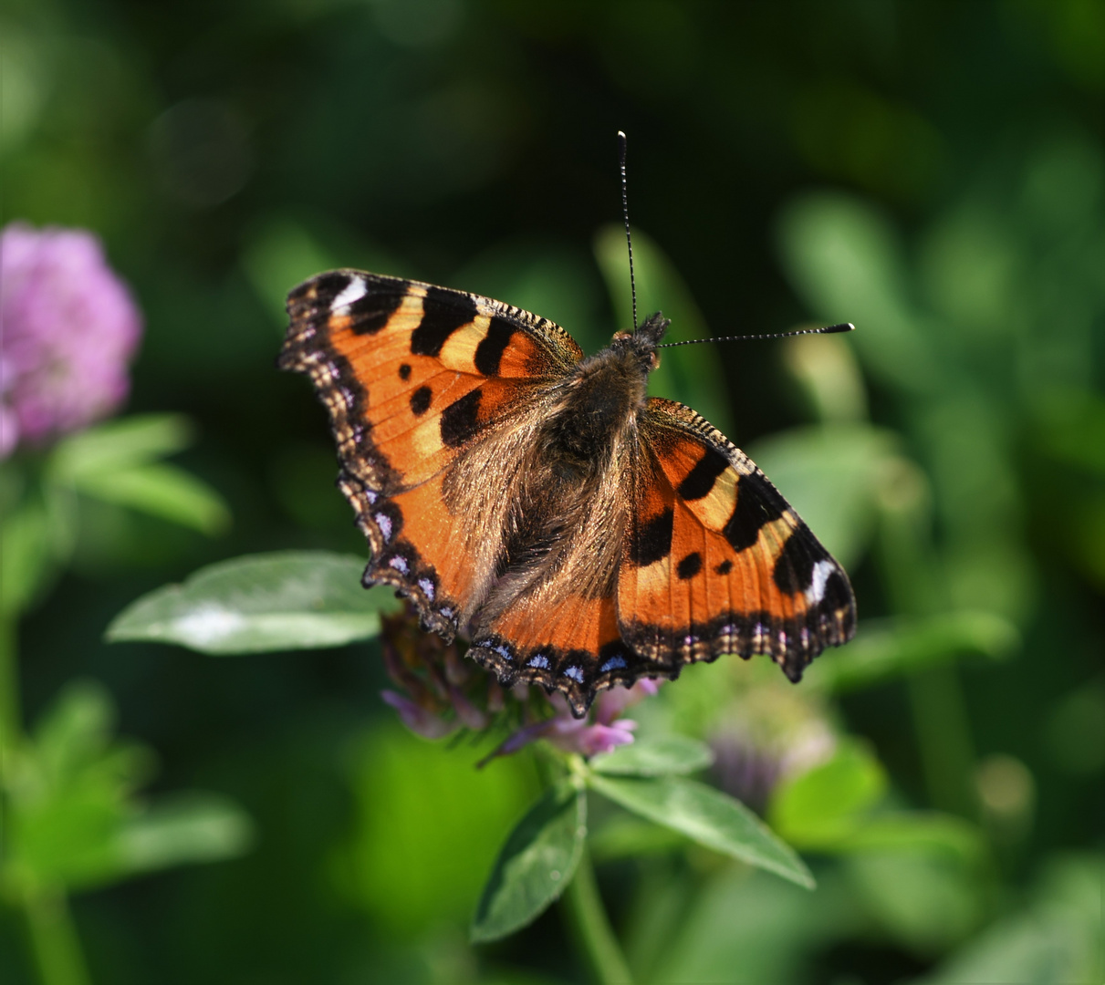 Kleiner Fuchs (Aglais urticae)