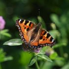 Kleiner Fuchs (Aglais urticae)