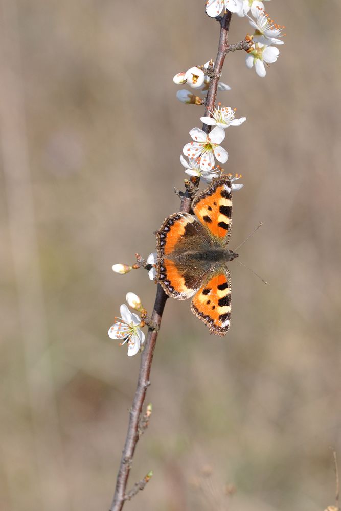 Kleiner Fuchs (Aglais urticae)