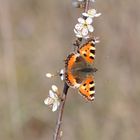 Kleiner Fuchs (Aglais urticae)