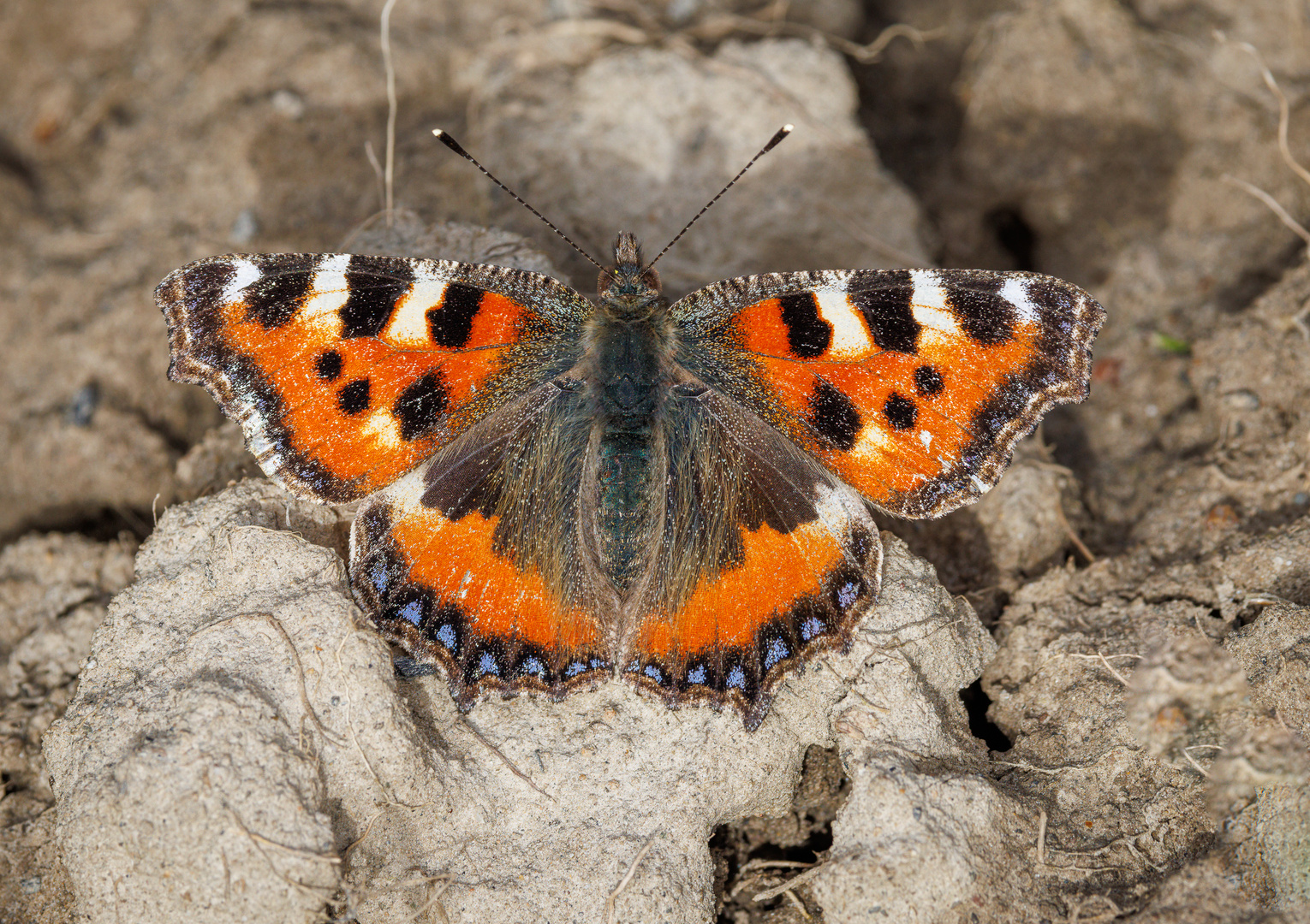 Kleiner Fuchs (Aglais urticae)