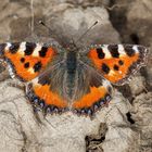 Kleiner Fuchs (Aglais urticae)